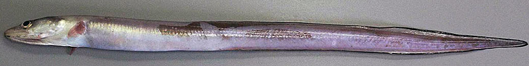 Conger-conger_06.jpg