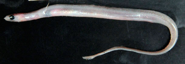 Derichthys-serpentinus_05