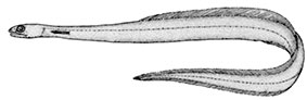 Derichthys-serpentinus_claves.jpg