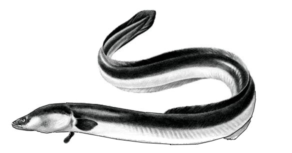 Familia-Anguillidae_01.jpg