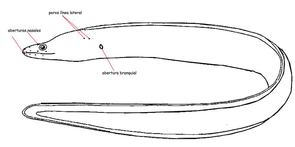 Familia-Muraenidae_01.jpg