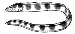 Pisodonophis-semicinctus_claves.jpg