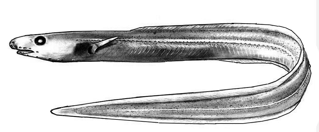 Pseudophichthys-splendens_01.jpg