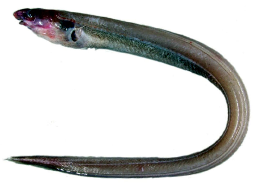 Pseudophichthys-splendens_02.jpg