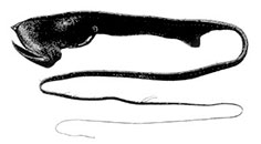 Saccopharynx-ampullaceus_claves