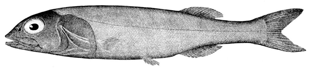 Alepocephalus-agassizii_001.jpg