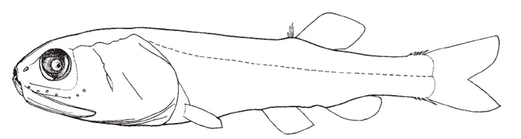 Leptochilichthys-agassizi_01.jpg