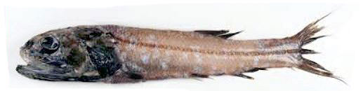 Leptochilichthys-agassizi_03.jpg
