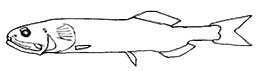 Leptochilichthys_claves.jpg