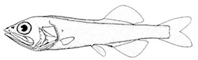 Mentodus-rostratus_claves.jpg