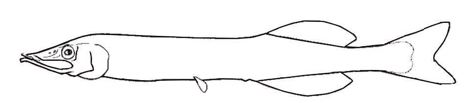 Mirognathus-normani_01.jpg