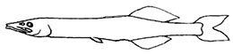 Mirognathus_claves.jpg