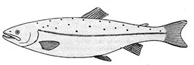 Salmo-salar_claves.jpg