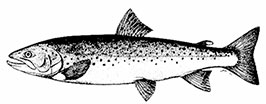 Salmo-trutta_0001.jpg