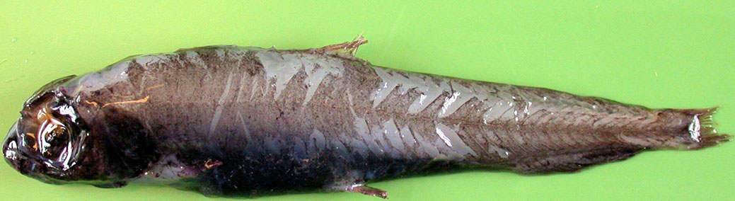 Bathylagus-euryops_02.jpg