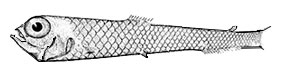Bathylagus-euryops_claves.jpg