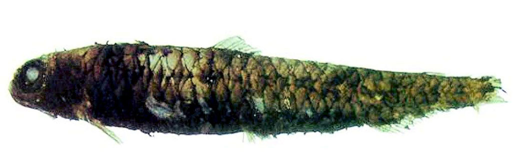 Melanolagus-bericoides_aus.jpg