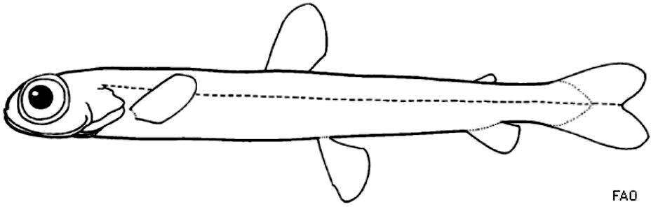 Micostomatidae_01.jpg
