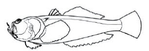 Uranoscopidae_claves.jpg