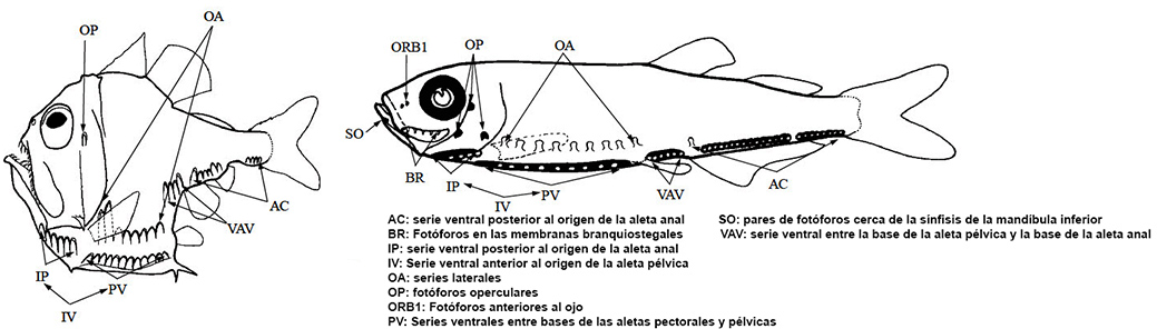 Argyropelecus_fotoforos_final.jpg