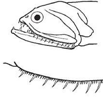 Gonostoma_clasves.jpg