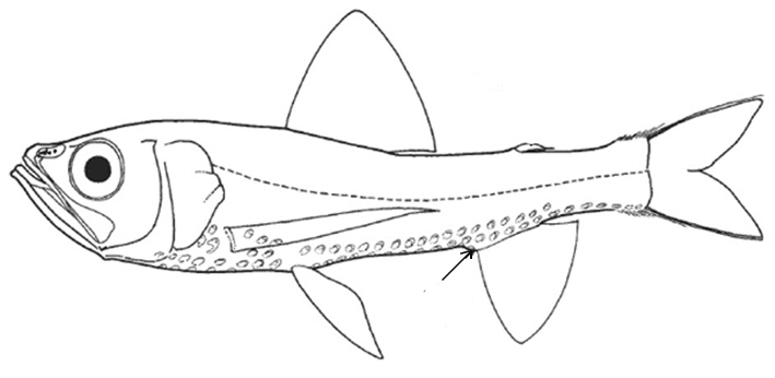 Neoscopelidae_claves_01.jpg
