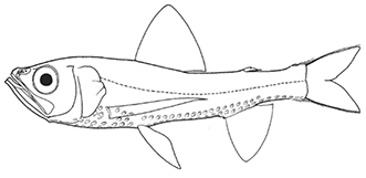 Neoscopelidae_claves_02.jpg