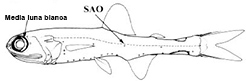 Taaningichthys_claves.jpg