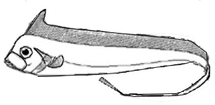 Radiicephalidae_claves.jpg